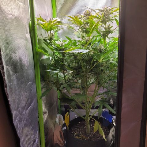 Royal Critical Automatic growlog timeline photo