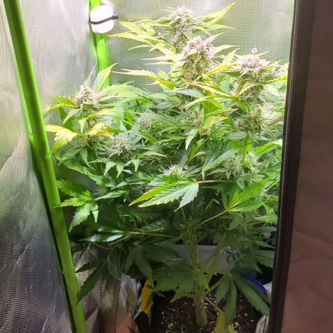 Royal Critical Automatic growlog timeline photo