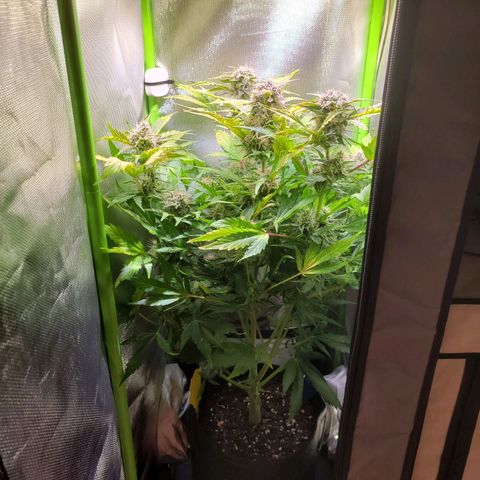Royal Critical Automatic growlog timeline photo