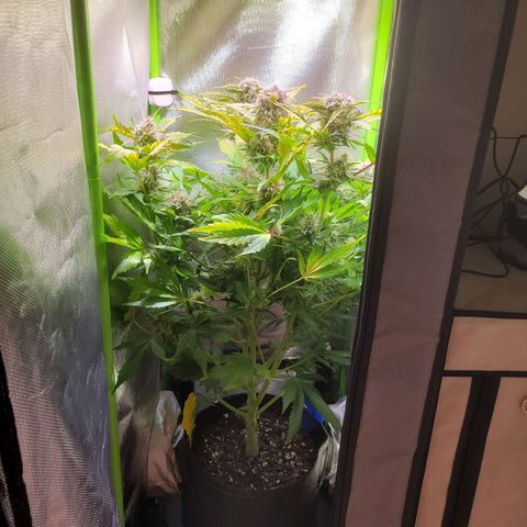 Royal Critical Automatic growlog timeline photo