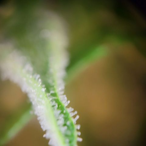 Royal Critical Automatic growlog timeline photo