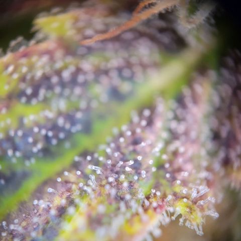 Royal Critical Automatic growlog timeline photo