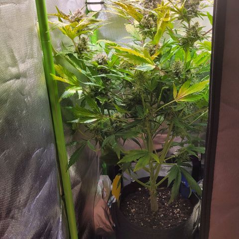Royal Critical Automatic growlog timeline photo