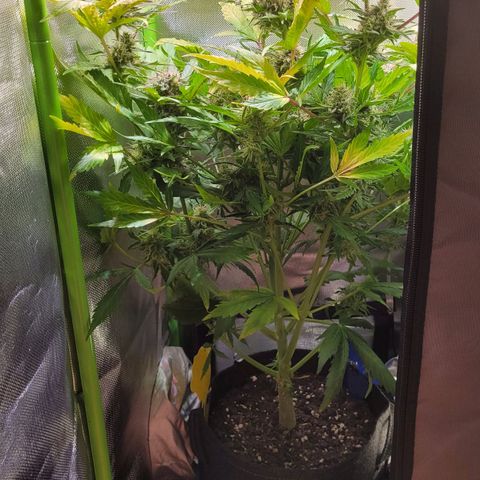 Royal Critical Automatic growlog timeline photo