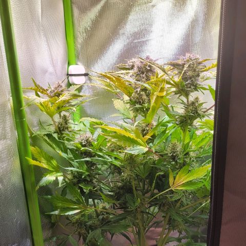 Royal Critical Automatic growlog timeline photo