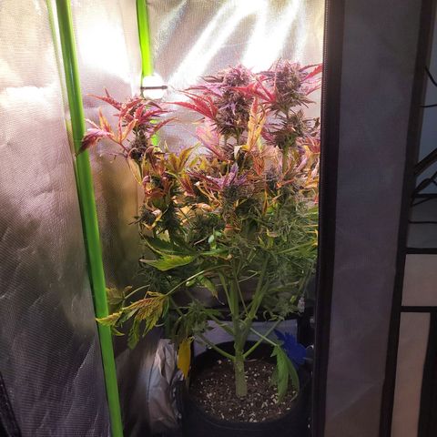 Royal Critical Automatic growlog photo: Ernte
