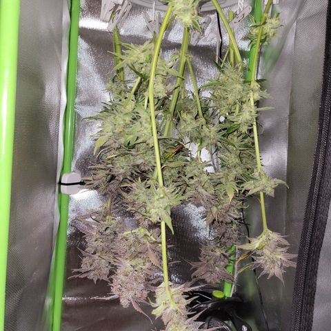 Royal Critical Automatic growlog photo: Ernte