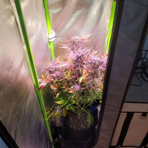 Royal Critical Automatic growlog photo: Ernte