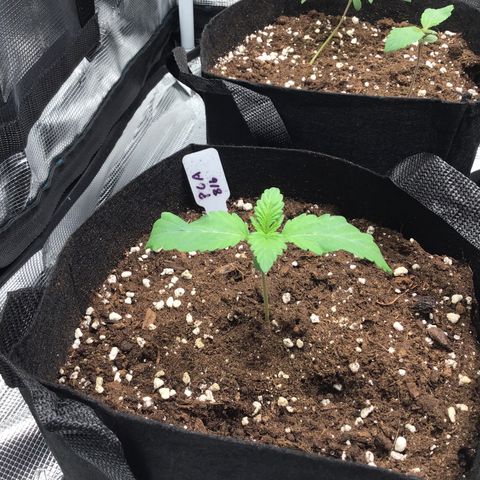 Purple Chill Auto 2022 growlog timeline photo