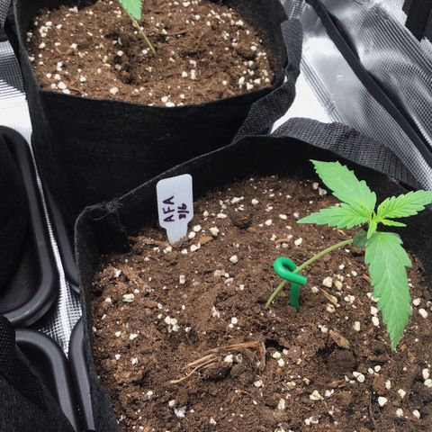 Ape Fruit Auto 2022 growlog timeline photo