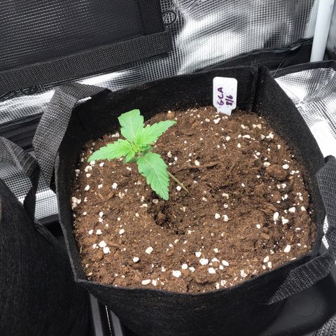 Godzilla Cookies Auto 2022 growlog timeline photo