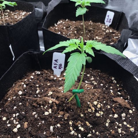 Ape Fruit Auto 2022 growlog timeline photo