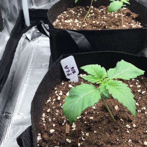 Purple Chill Auto 2022 growlog timeline photo