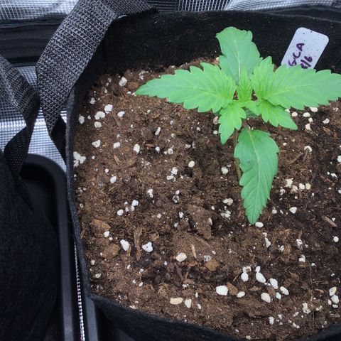Godzilla Cookies Auto 2022 growlog timeline photo