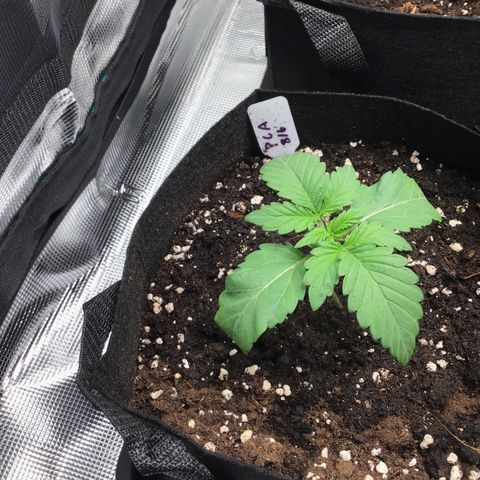 Purple Chill Auto 2022 growlog timeline photo