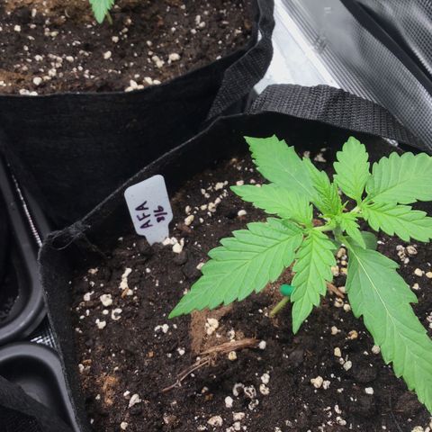 Ape Fruit Auto 2022 growlog timeline photo