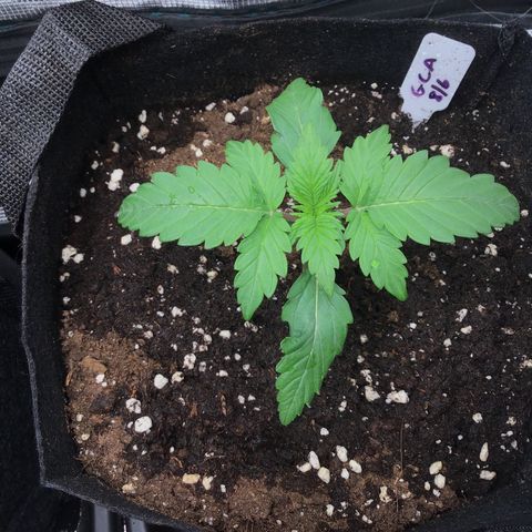 Godzilla Cookies Auto 2022 growlog timeline photo