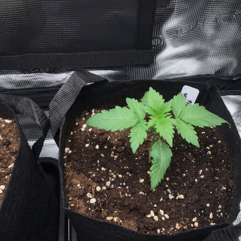 Godzilla Cookies Auto 2022 growlog timeline photo