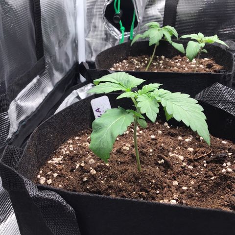 Purple Chill Auto 2022 growlog timeline photo