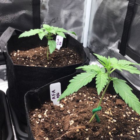 Ape Fruit Auto 2022 growlog timeline photo