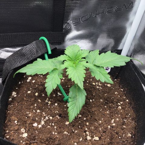 Godzilla Cookies Auto 2022 growlog timeline photo