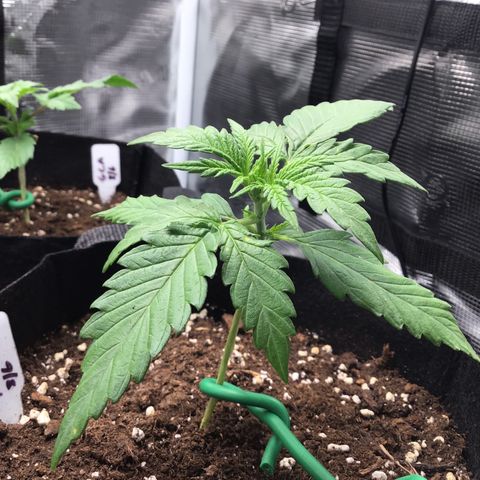 Ape Fruit Auto 2022 growlog timeline photo