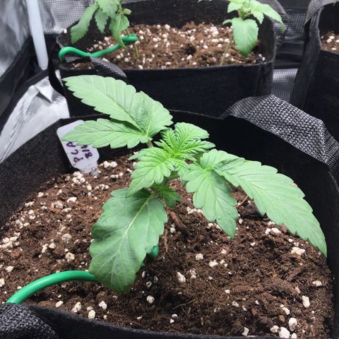 Purple Chill Auto 2022 growlog timeline photo