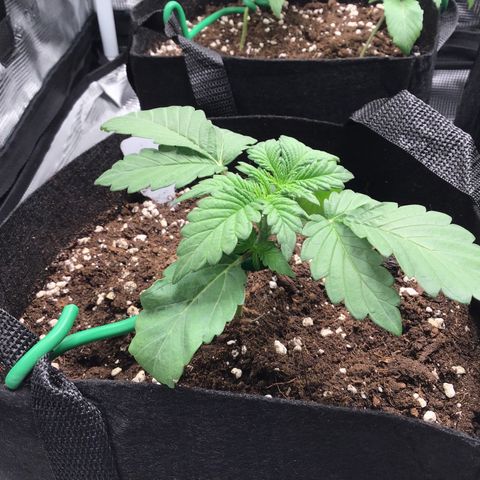 Purple Chill Auto 2022 growlog timeline photo