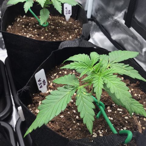 Ape Fruit Auto 2022 growlog timeline photo