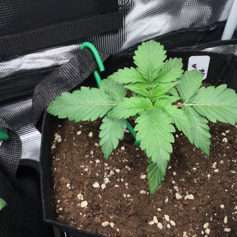 Godzilla Cookies Auto 2022 growlog timeline photo
