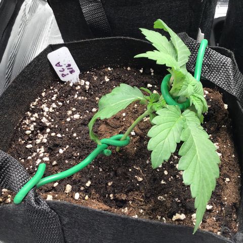 Purple Chill Auto 2022 growlog timeline photo