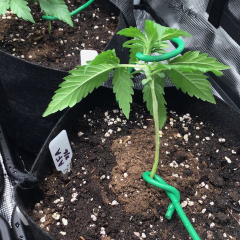Ape Fruit Auto 2022 growlog timeline photo