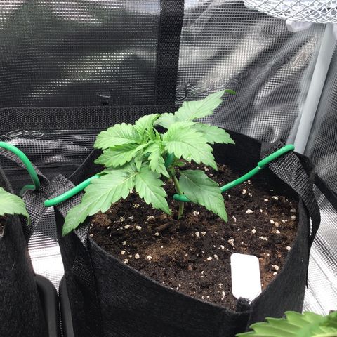 Godzilla Cookies Auto 2022 growlog timeline photo