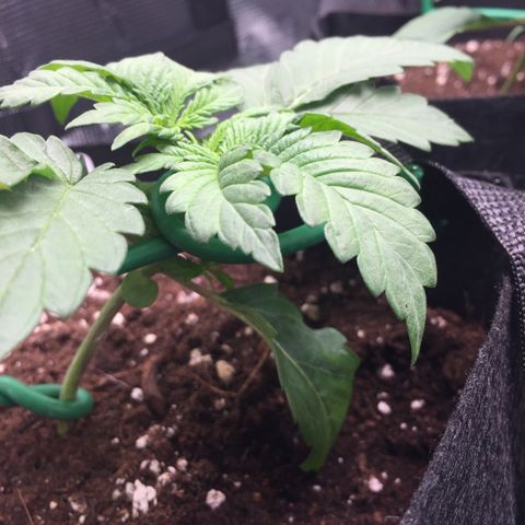 Purple Chill Auto 2022 growlog timeline photo