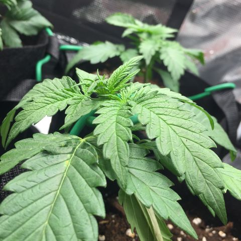 Ape Fruit Auto 2022 growlog timeline photo