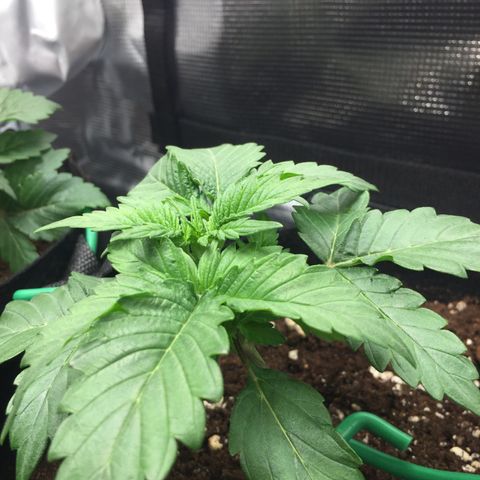 Godzilla Cookies Auto 2022 growlog timeline photo