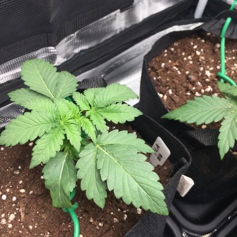 Purple Chill Auto 2022 growlog timeline photo