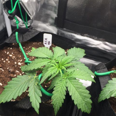 Ape Fruit Auto 2022 growlog timeline photo