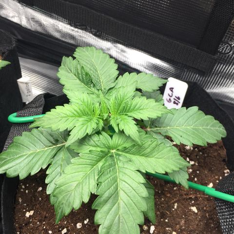 Godzilla Cookies Auto 2022 growlog timeline photo