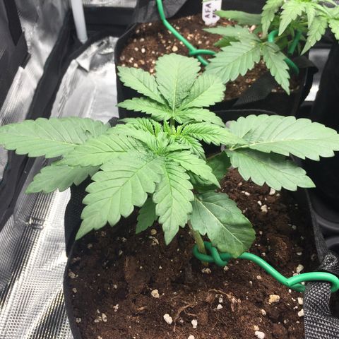 Purple Chill Auto 2022 growlog photo: Light 47cm from canopy, 450ppfd, 32.5 DLI