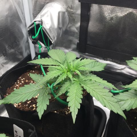 Ape Fruit Auto 2022 growlog photo: Light 45cm from canopy, 485ppfd, 32.4 DLI