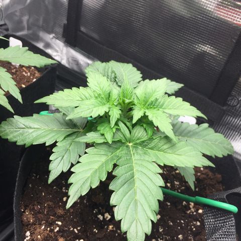 Godzilla Cookies Auto 2022 growlog photo: Light 47cm from canopy, 460ppfd, 32.2 DLI