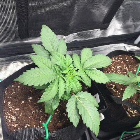 Purple Chill Auto 2022 growlog photo: Raised lights to 20.472 inches (52cm)
