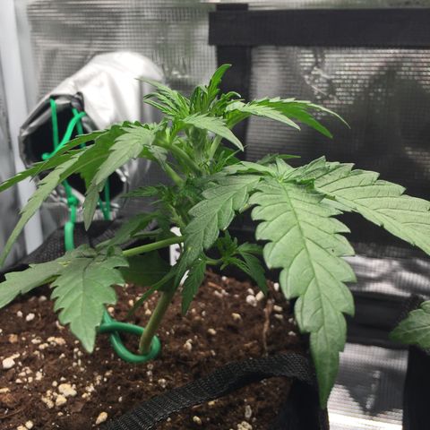 Ape Fruit Auto 2022 growlog photo: Removed LST band and raised to 50cm (19.685 inches)
