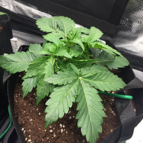 Godzilla Cookies Auto 2022 growlog photo: Removed LST tie and raised to 53cm (20.866 inches)
