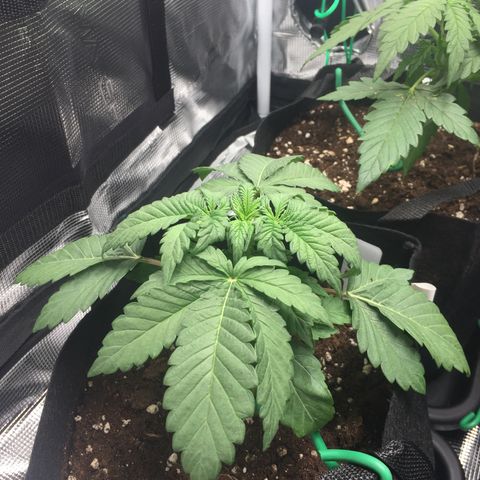Purple Chill Auto 2022 growlog timeline photo