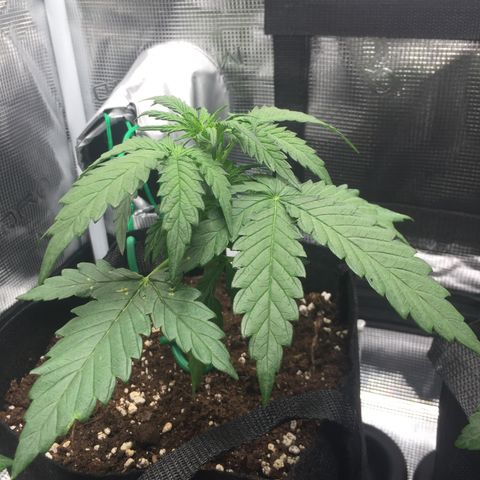 Ape Fruit Auto 2022 growlog photo: 16cm tall