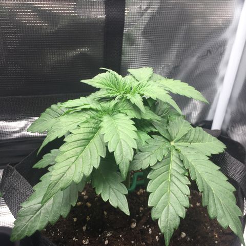 Godzilla Cookies Auto 2022 growlog photo: 13cm tall