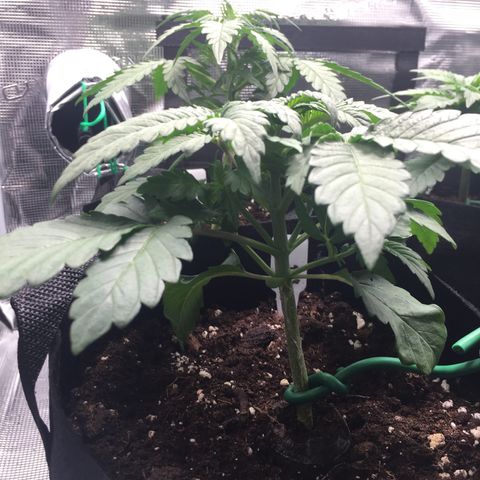 Purple Chill Auto 2022 growlog photo: 14.5cm today — tie again