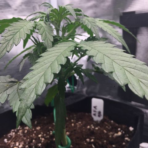 Ape Fruit Auto 2022 growlog photo: 19.5cm